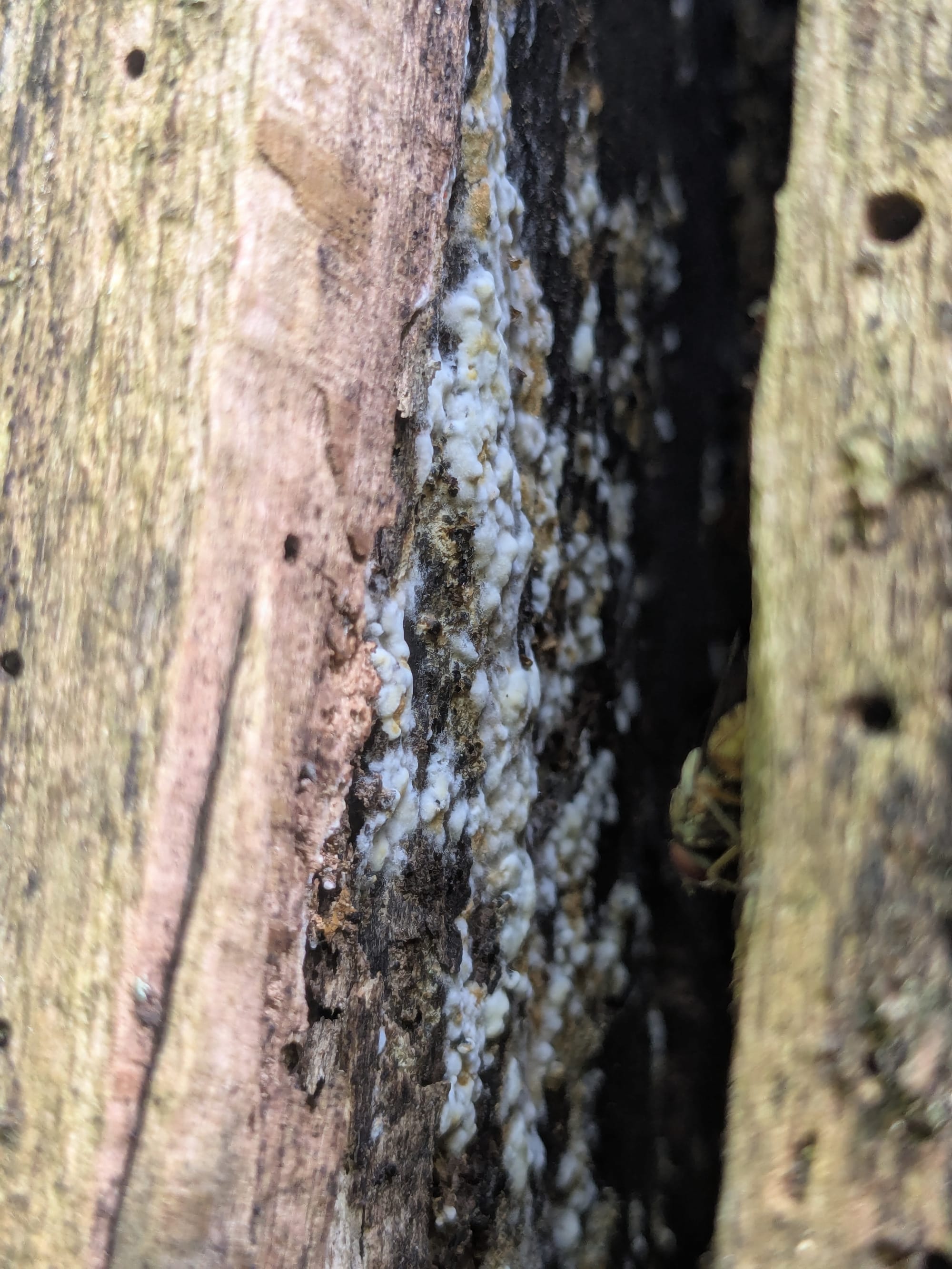 Detail mycelia Hericia v červenci